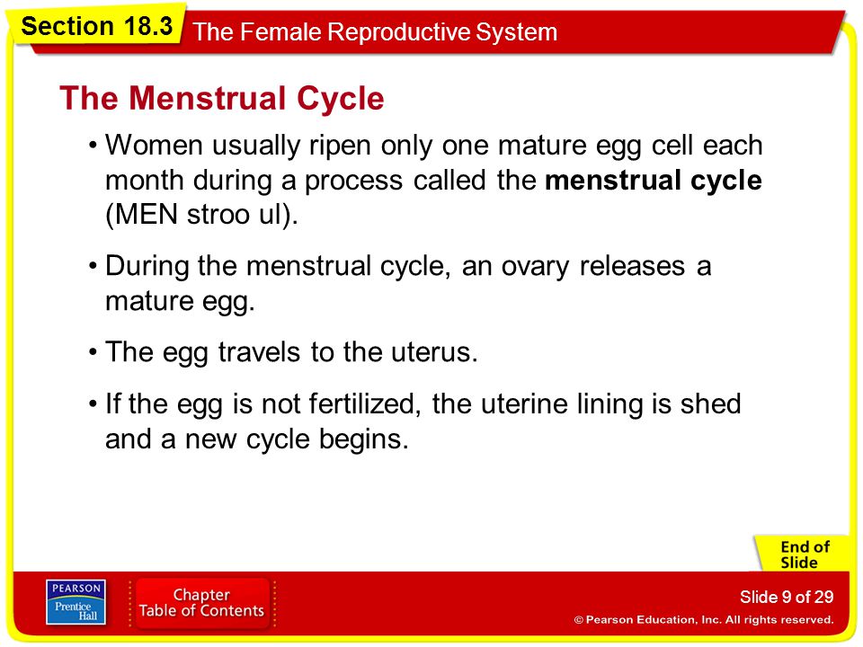 The Menstrual Cycle Women usually ripen only one mature egg cell each month during a process called the menstrual cycle (MEN stroo ul).