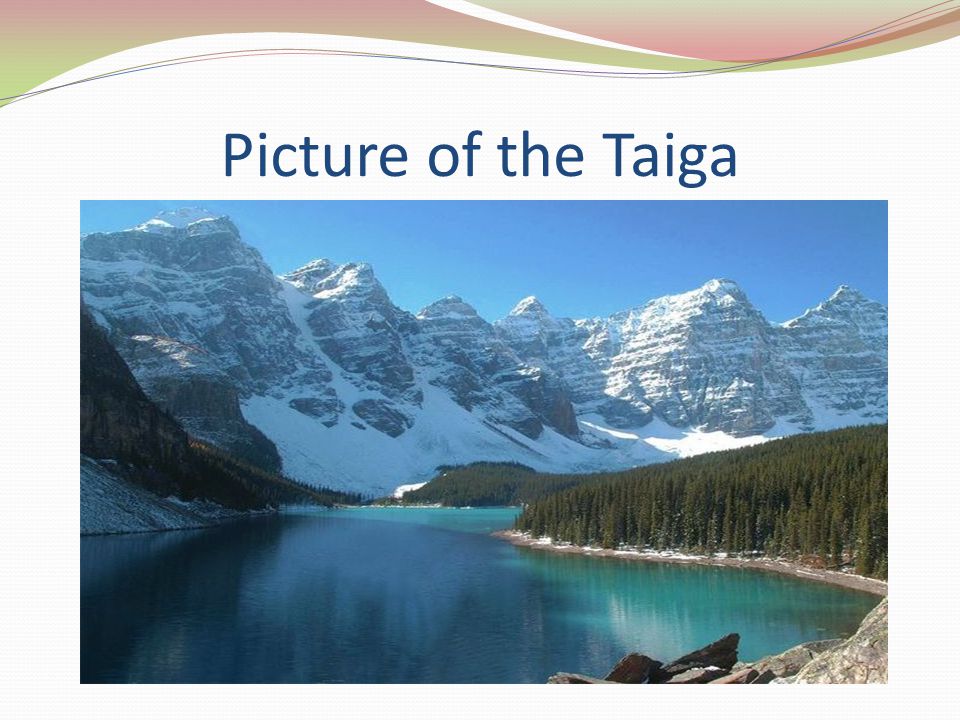 Picture of the Taiga