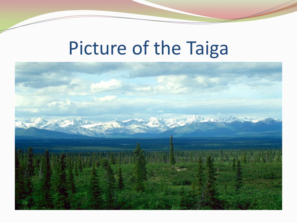 Picture of the Taiga