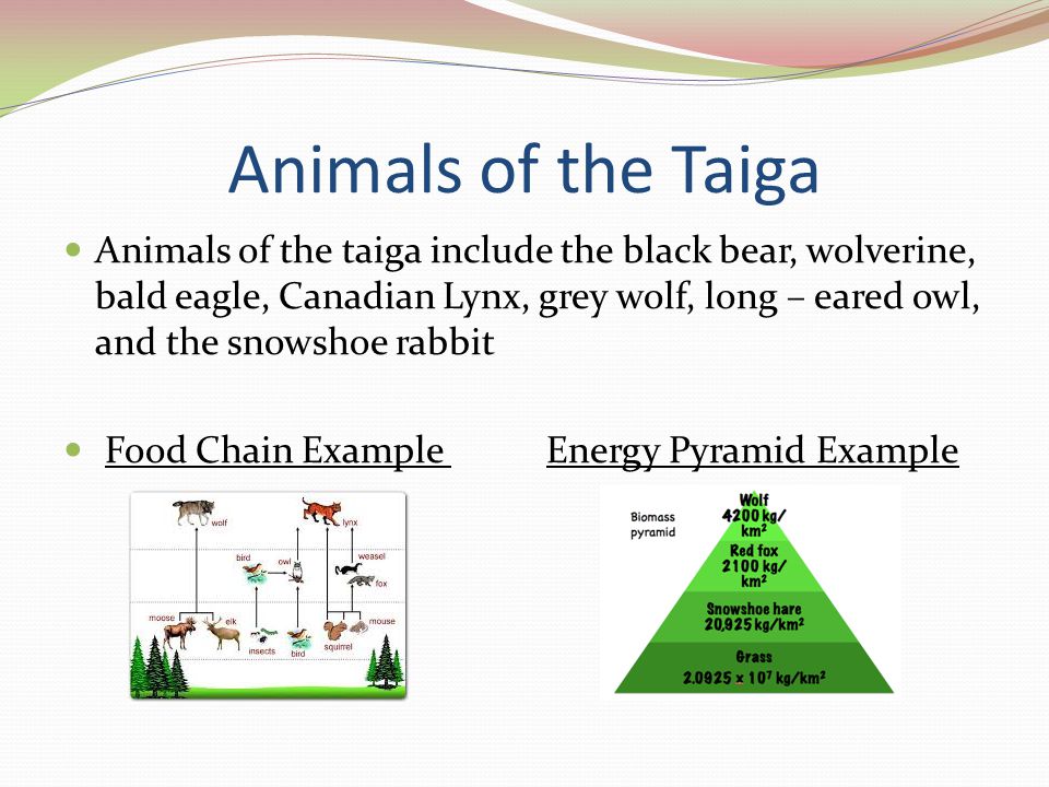 Animals of the Taiga