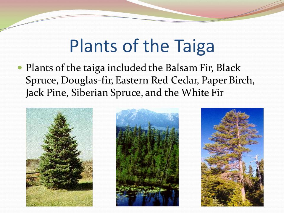 Plants of the Taiga