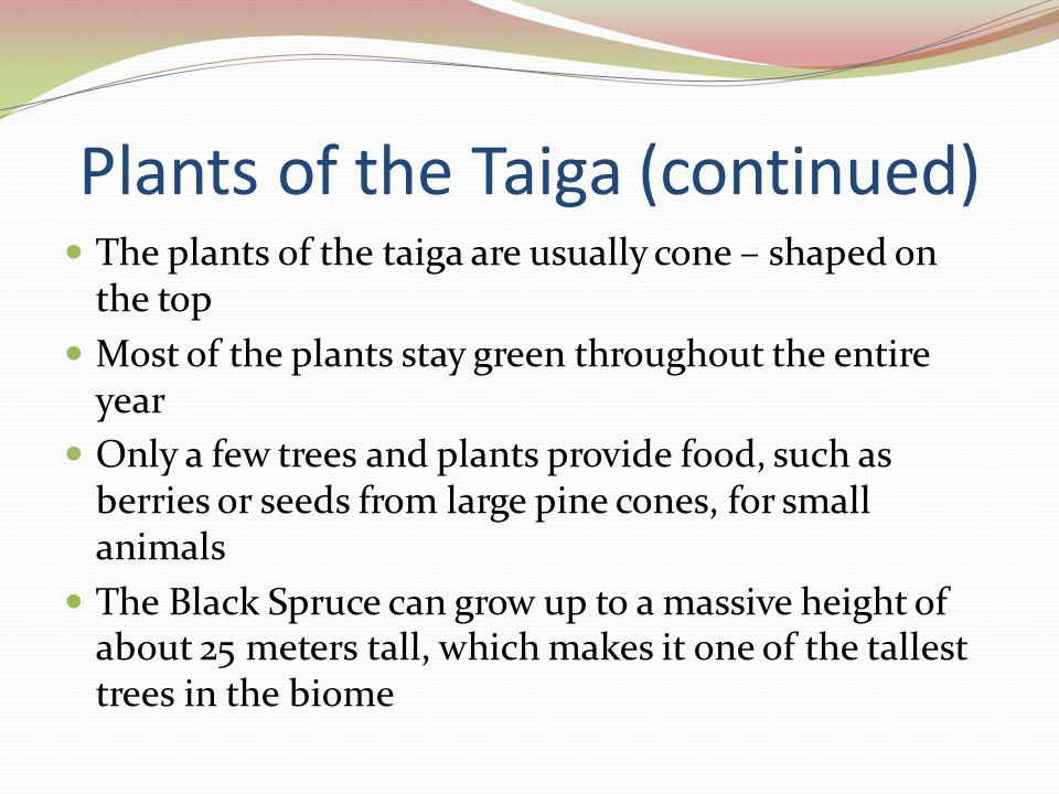 Plants of the Taiga (continued)