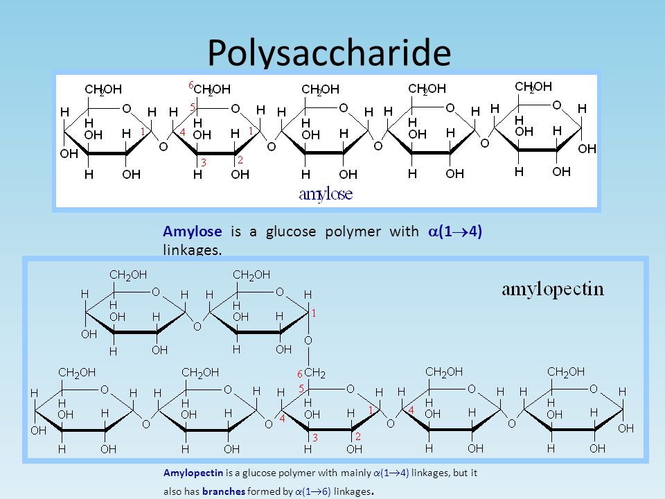 Polysaccharide Amylose is a glucose polymer with a(14) linkages.