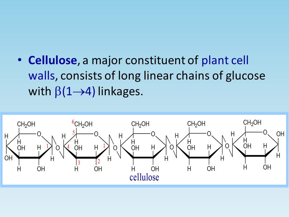 Cellulose, a major constituent of plant cell walls, consists of long linear chains of glucose with b(1®4) linkages.