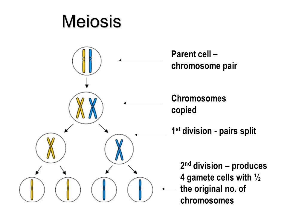 Meiosis Parent cell - chromosome pair Chromosomes copied.