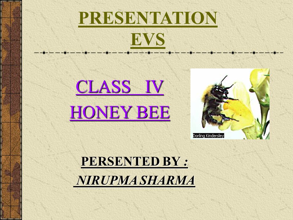 PRESENTATION EVS CLASS IV HONEY BEE PERSENTED BY : NIRUPMA SHARMA