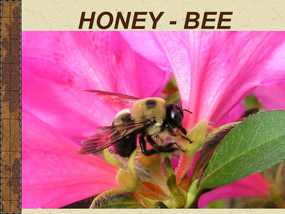 HONEY - BEE