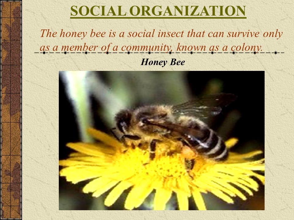 SOCIAL ORGANIZATION The honey bee is a social insect that can survive only as a member of a community, known as a colony.