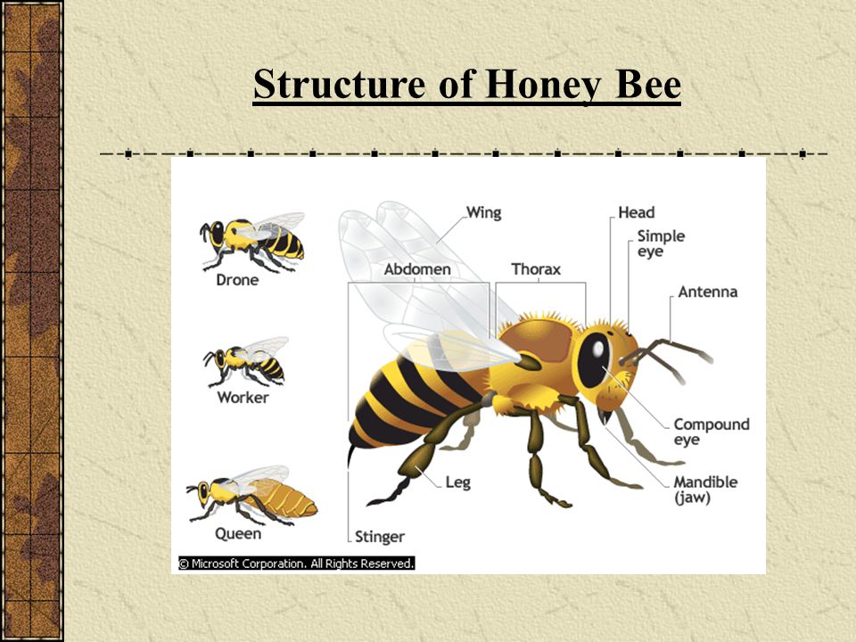 Structure of Honey Bee