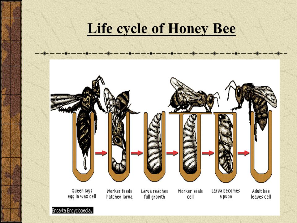 Life cycle of Honey Bee