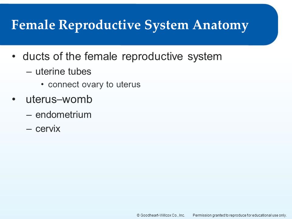 Female Reproductive System Anatomy