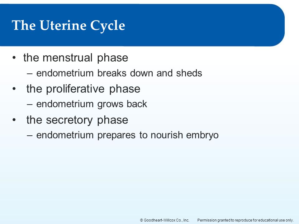 The Uterine Cycle the menstrual phase the proliferative phase