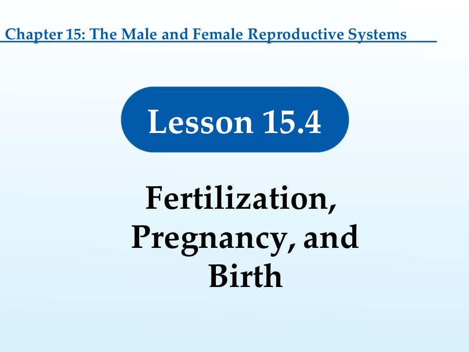 Fertilization, Pregnancy, and Birth