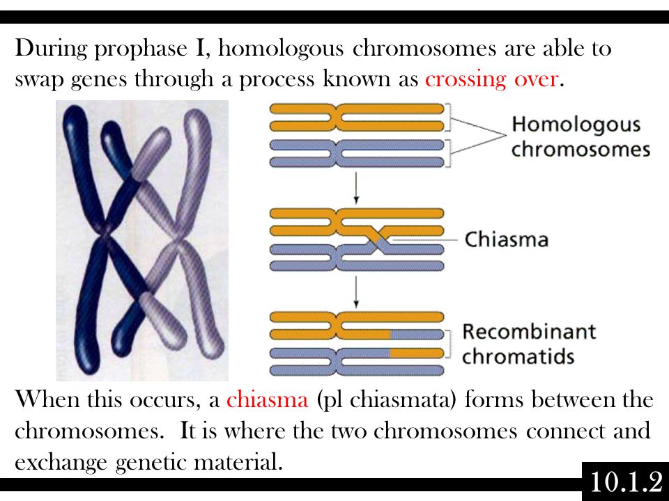 During prophase I, homologous chromosomes are able to swap genes through a process known as crossing over. When this occurs, a chiasma (pl chiasmata) forms between the chromosomes. It is where the two chromosomes connect and exchange genetic material.