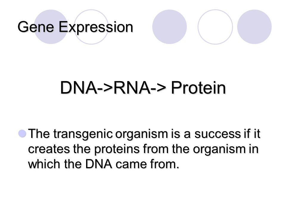 DNA->RNA-> Protein