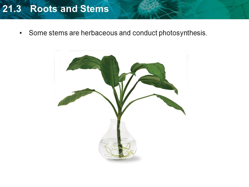 Some stems are herbaceous and conduct photosynthesis.