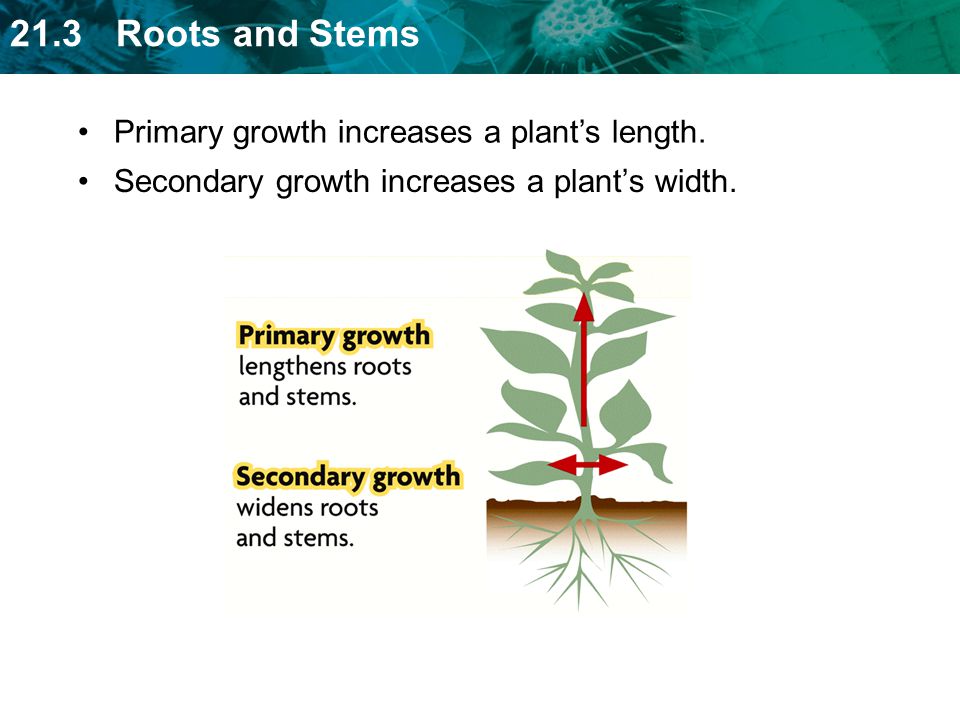 Primary growth increases a plant’s length.