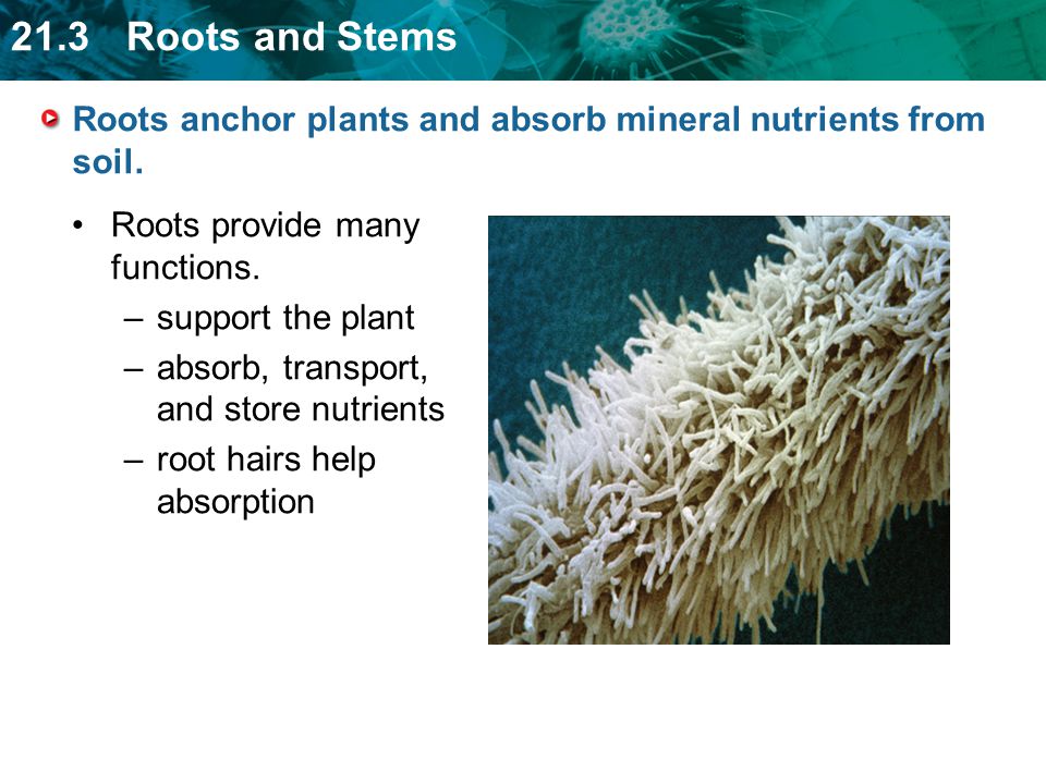 Roots anchor plants and absorb mineral nutrients from soil.