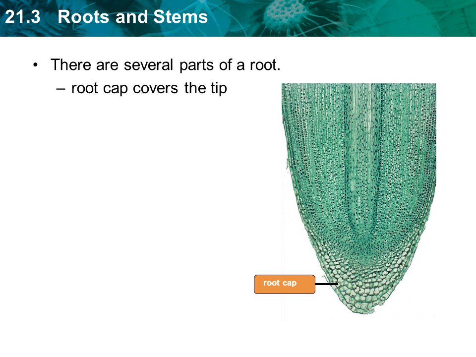 There are several parts of a root. root cap covers the tip