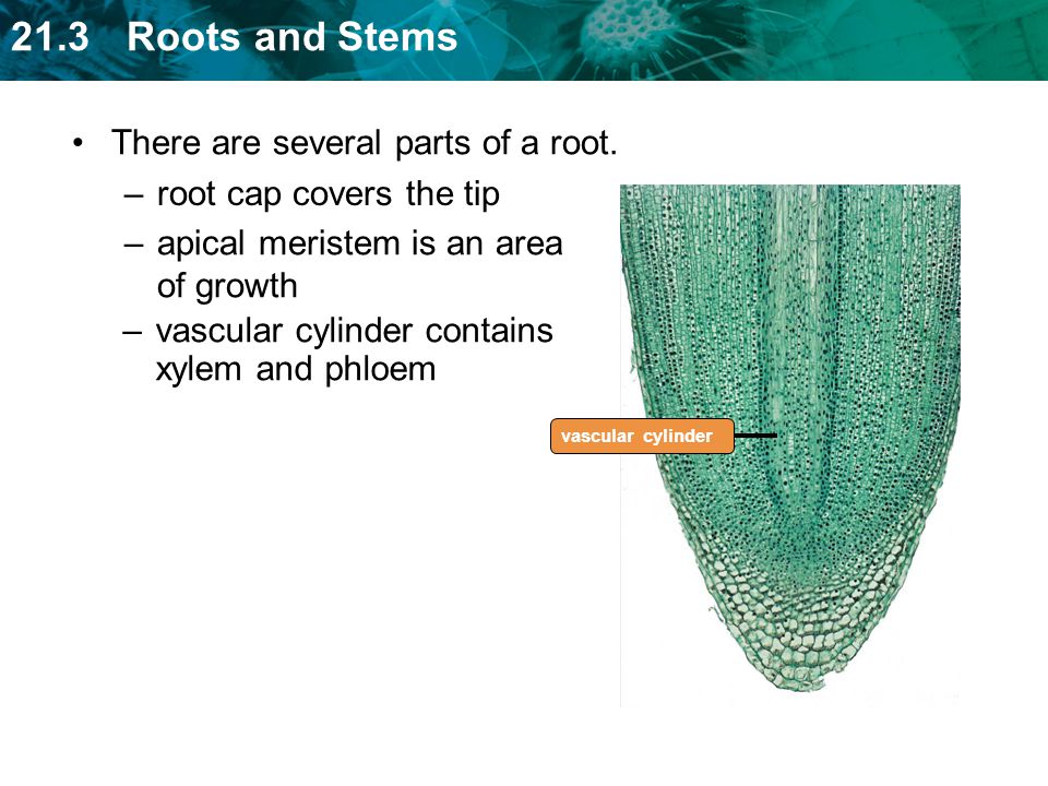 There are several parts of a root. root cap covers the tip