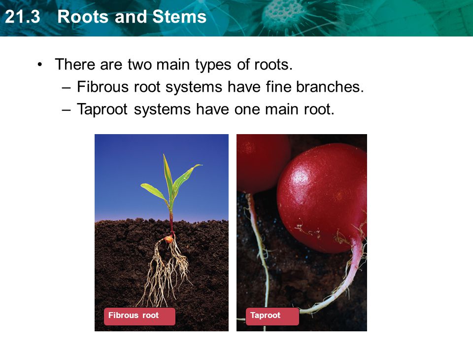 There are two main types of roots.