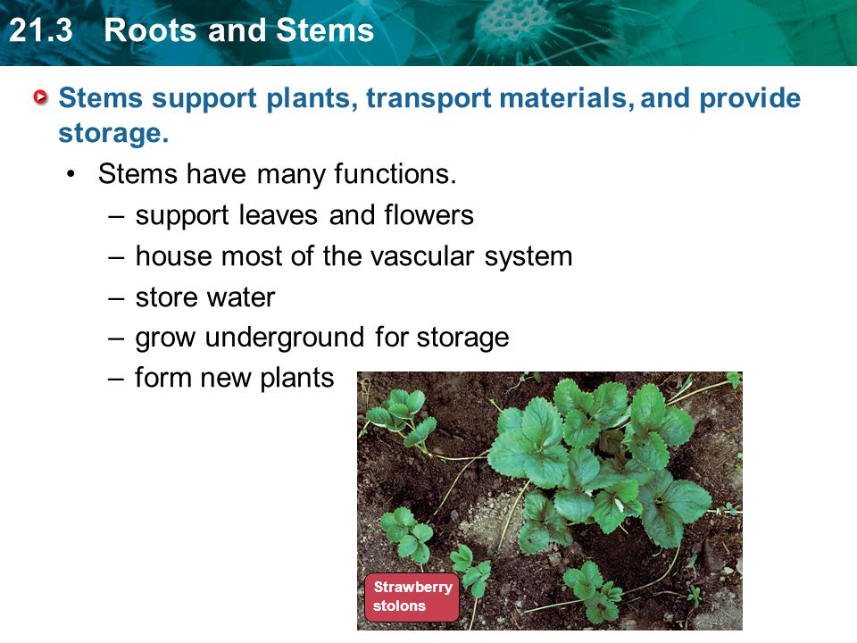 Stems support plants, transport materials, and provide storage.