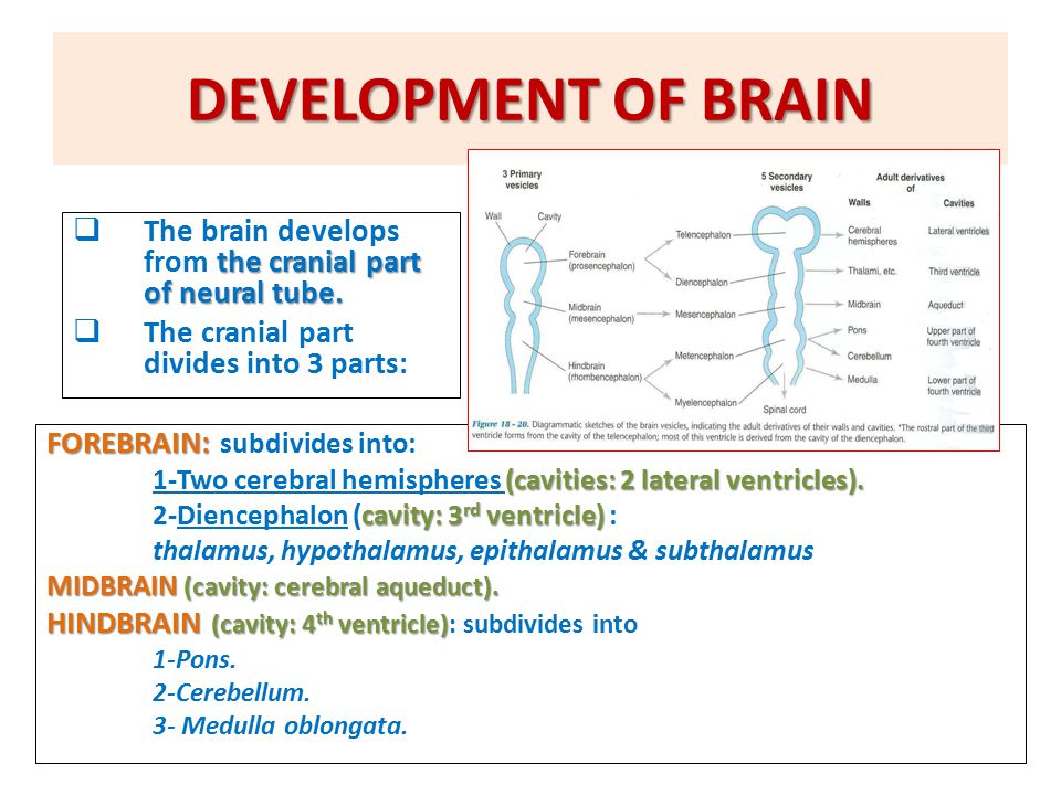 Brain Stem External Features Ppt Video Online Download