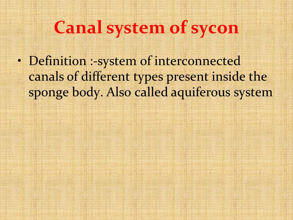 canal system in sponges