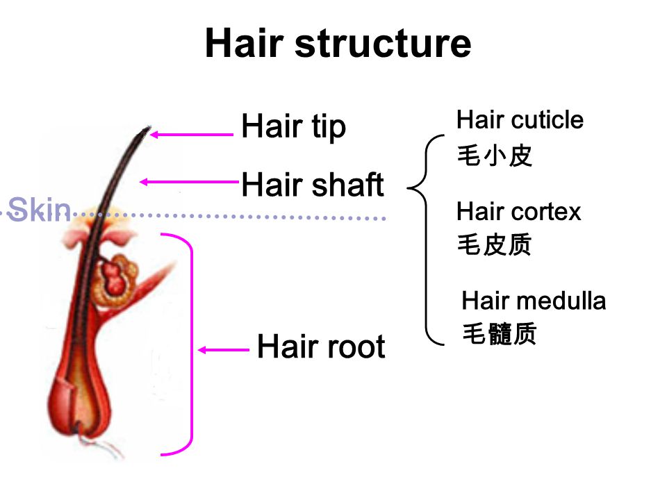 Forensic Identification of Hair - ppt video online download