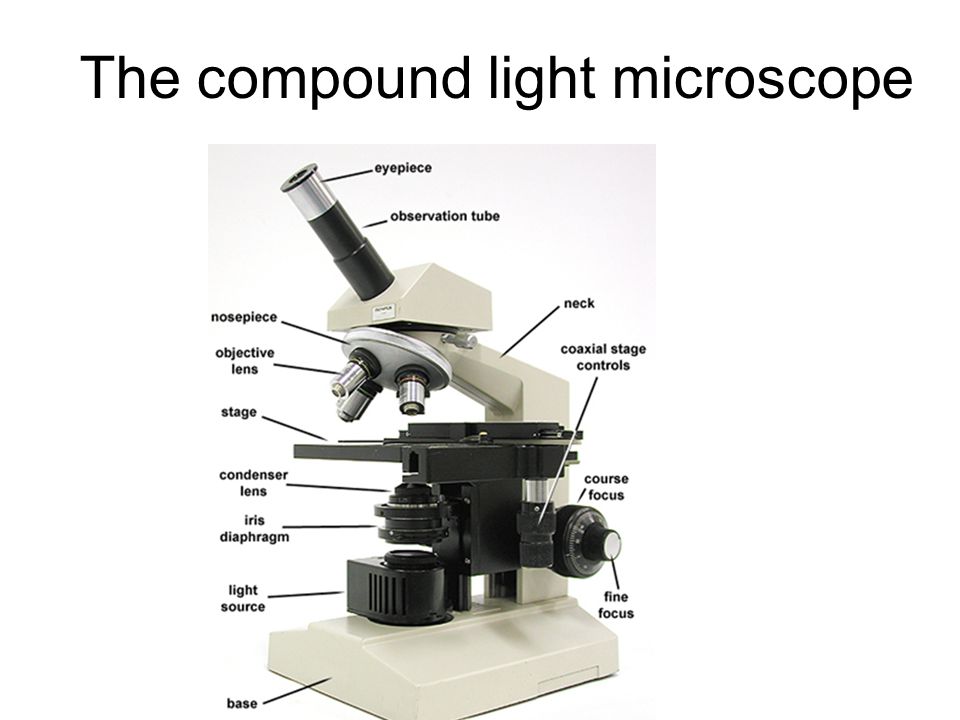 33 Label Compound Light Microscope - Label Design Ideas 2020