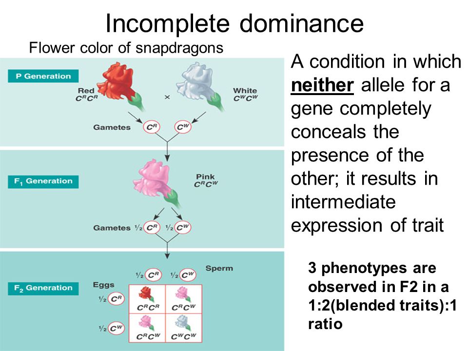 "KCI 2014 BEYOND MENDELIAN GENETICS Conditions that Mendel didn’t expl...