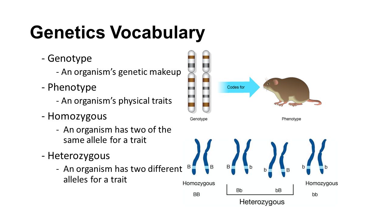 Genetics Vocabulary - Genotype - Phenotype - Homozygous - Heterozygous