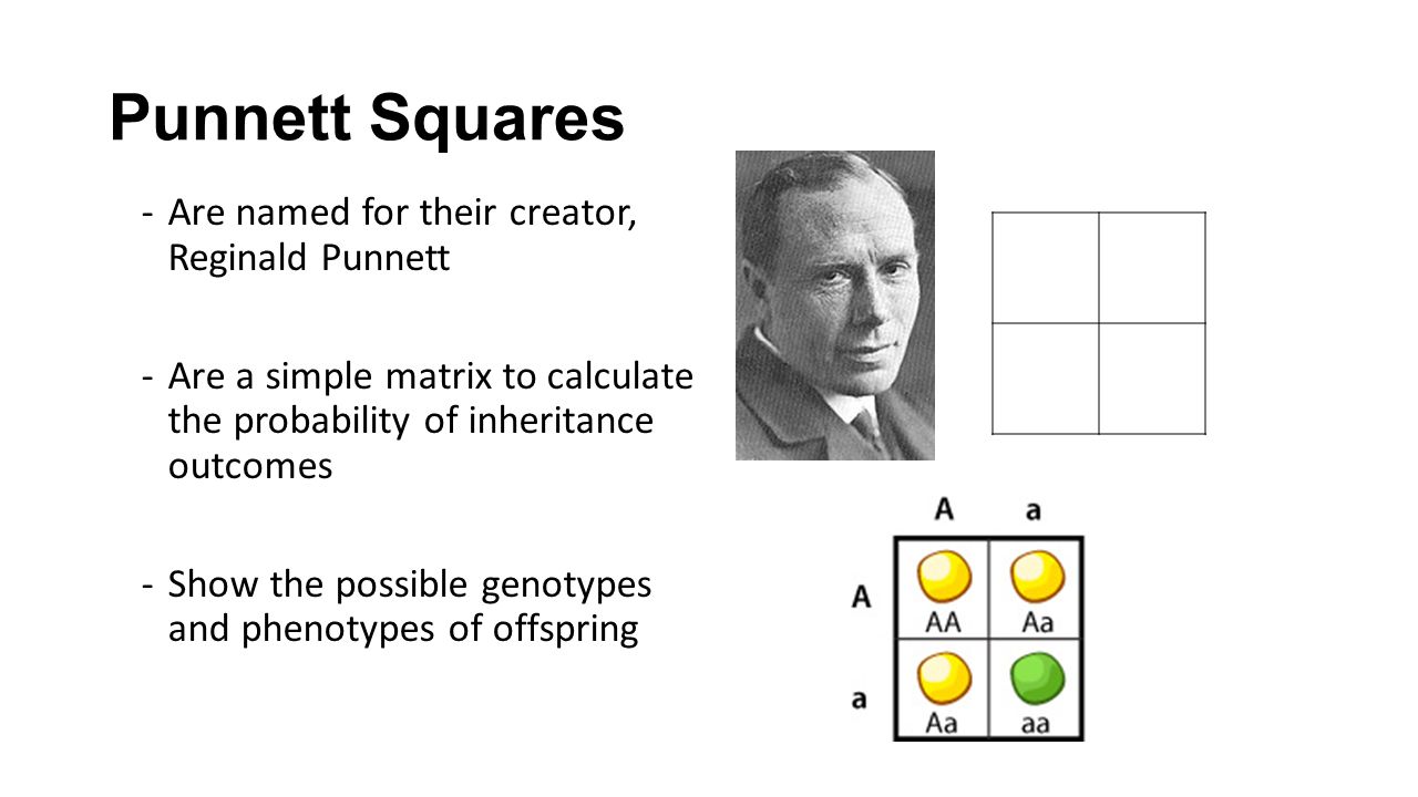 Punnett Squares Are named for their creator, Reginald Punnett