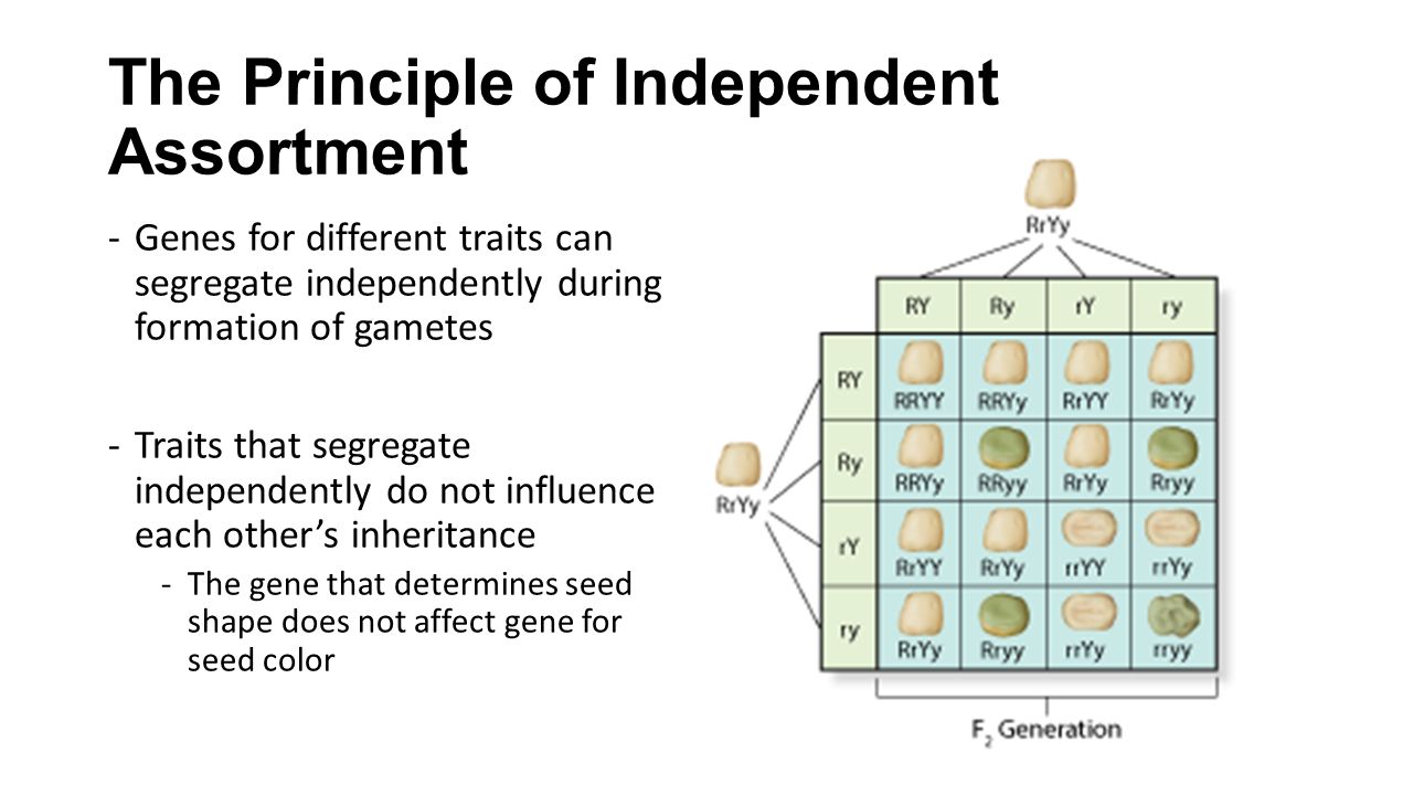 The Principle of Independent Assortment
