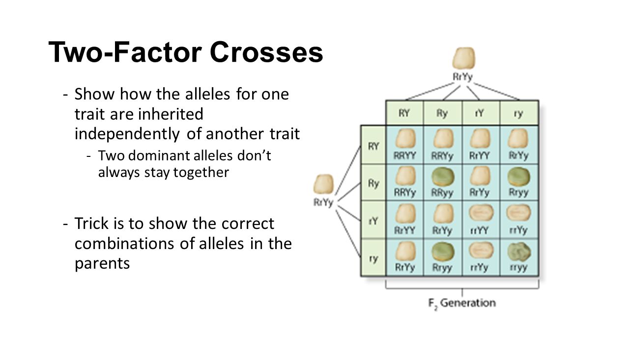 Two-Factor Crosses Show how the alleles for one trait are inherited independently of another trait.