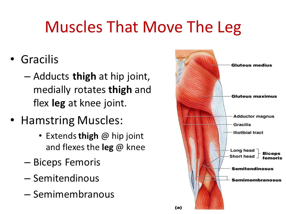 Muscles of the arms and legs - ppt video online download