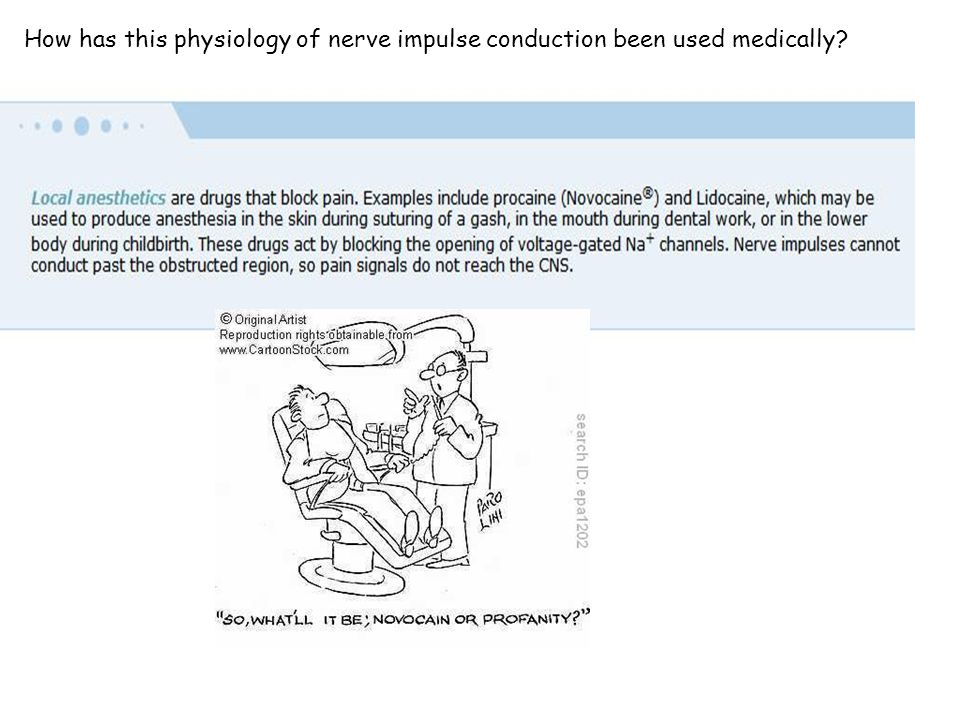 How has this physiology of nerve impulse conduction been used medically