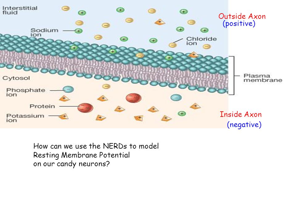 Outside Axon (positive) Inside Axon. (negative) How can we use the NERDs to model. Resting Membrane Potential.