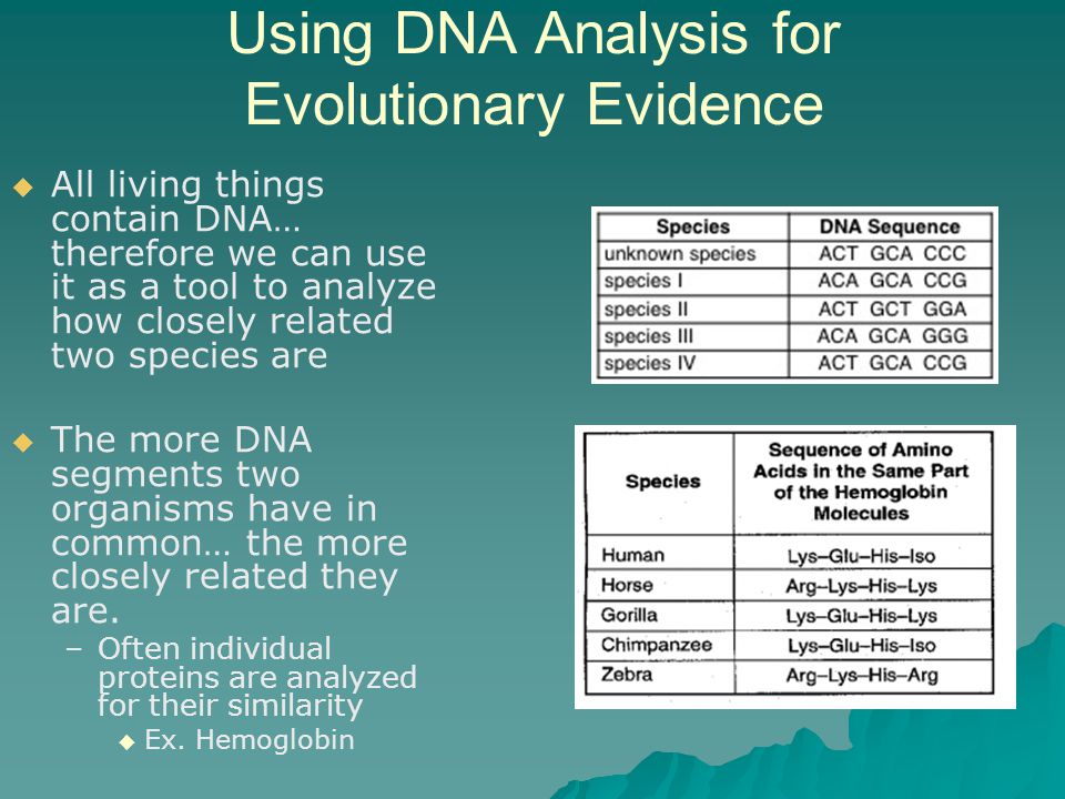 Using DNA Analysis for Evolutionary Evidence