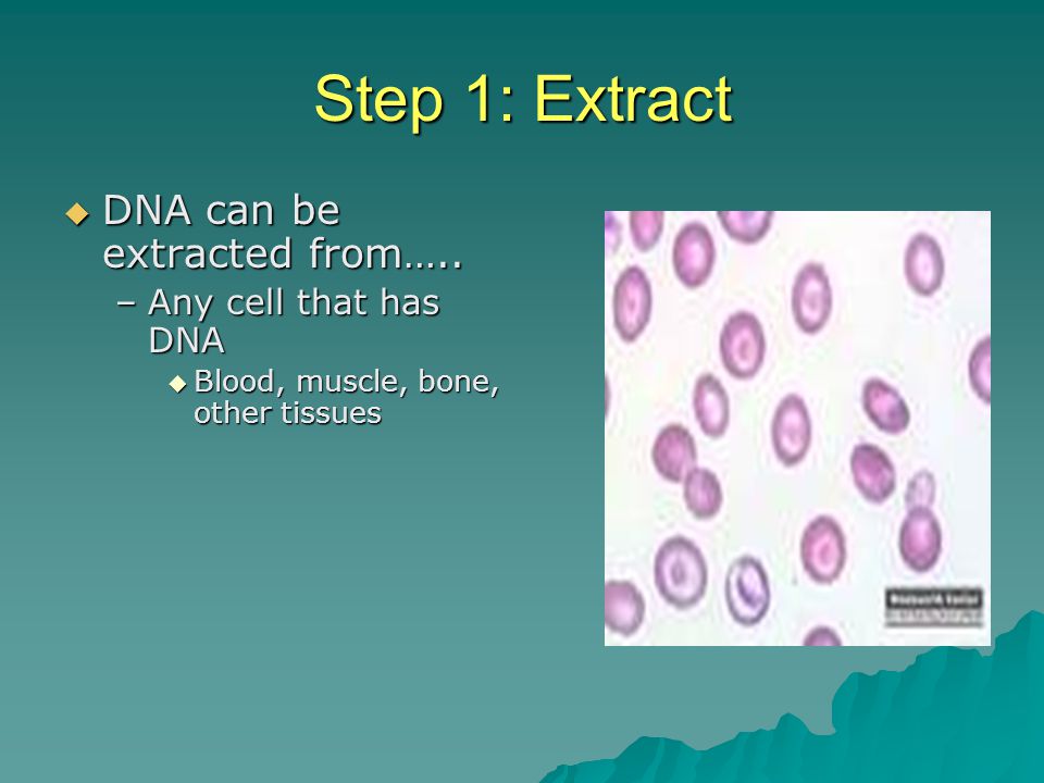 Step 1: Extract DNA can be extracted from….. Any cell that has DNA