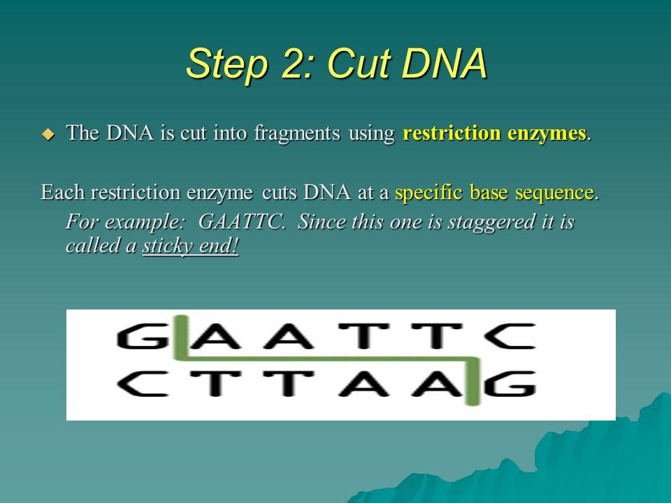 Step 2: Cut DNA The DNA is cut into fragments using restriction enzymes. Each restriction enzyme cuts DNA at a specific base sequence.