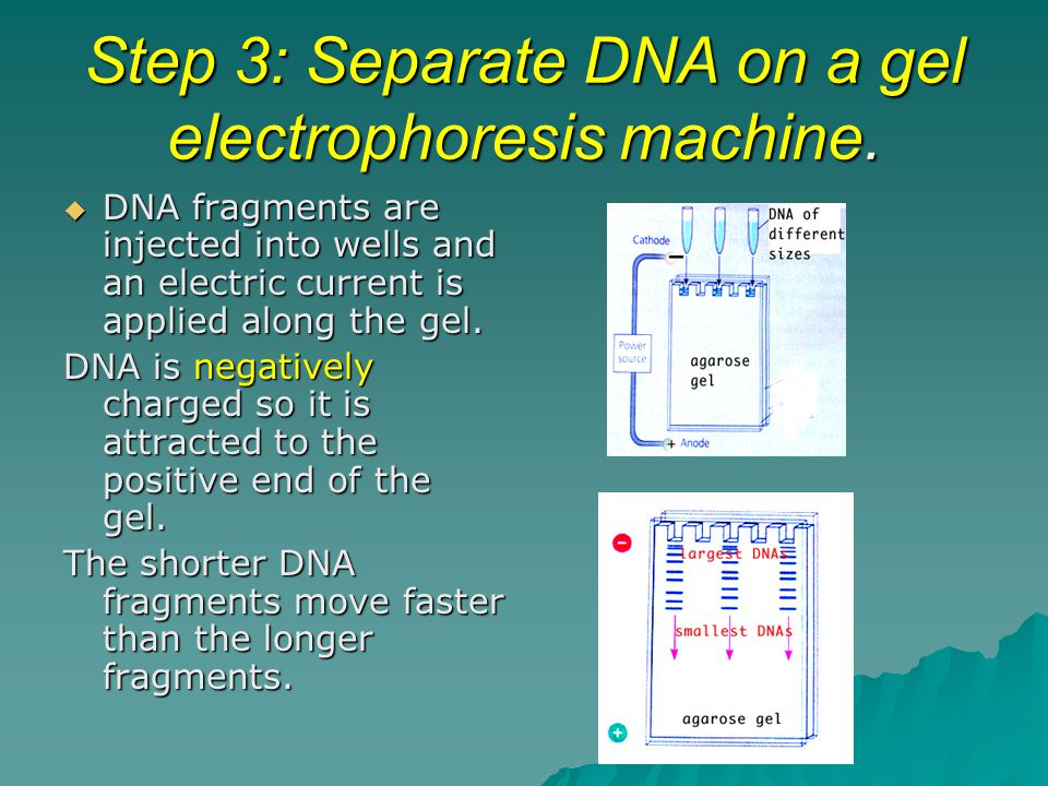 Step 3: Separate DNA on a gel electrophoresis machine.
