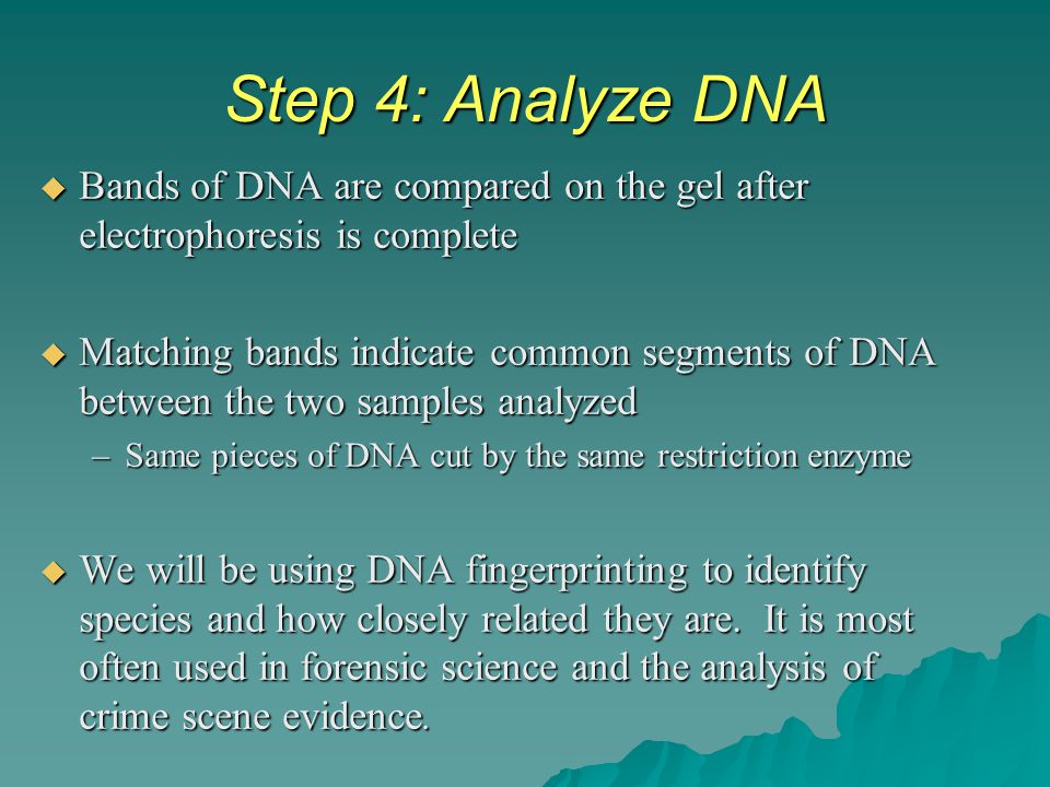 Step 4: Analyze DNA Bands of DNA are compared on the gel after electrophoresis is complete.