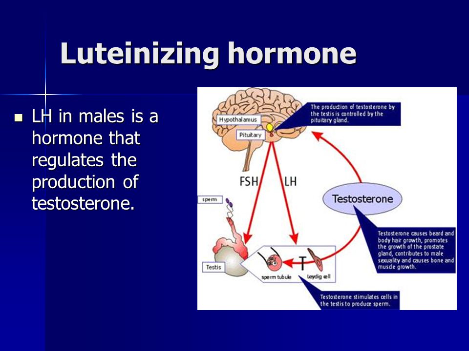 Luteinizing hormone. 
