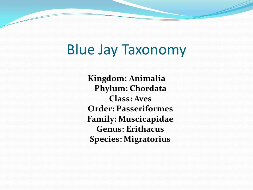 Blue Jay Taxonomy Chart