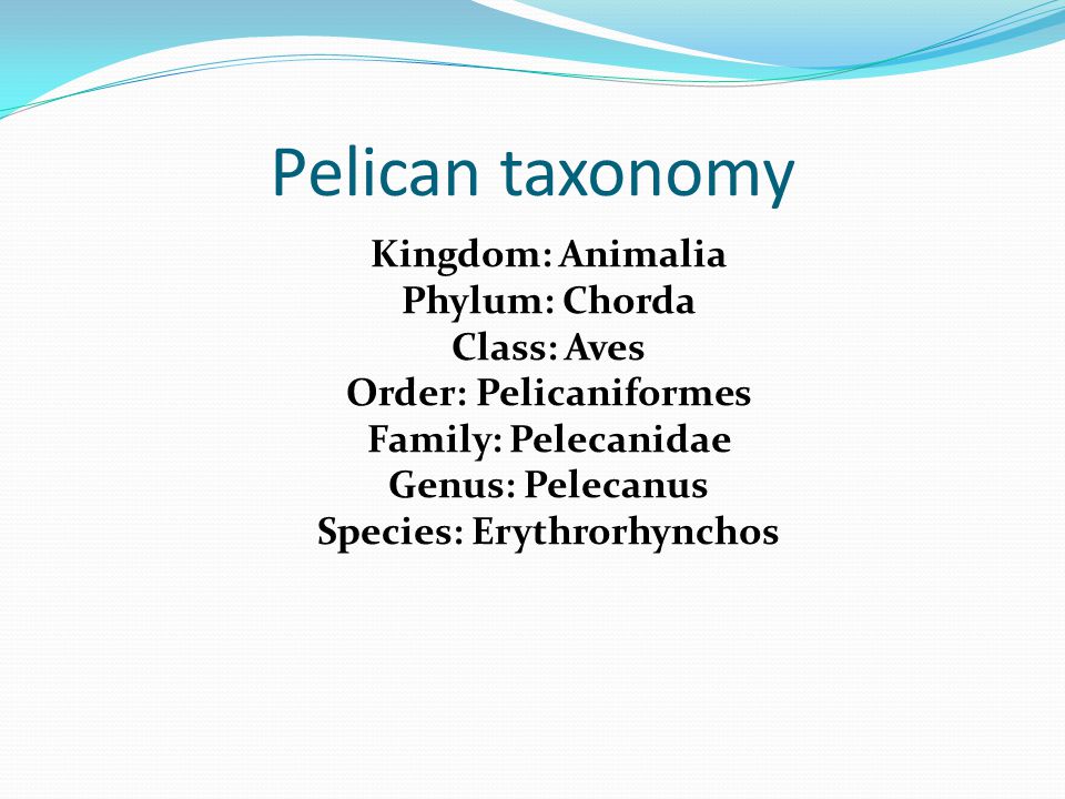 Blue Jay Robin Cardinal Finch And Pelican Taxonomy Chart