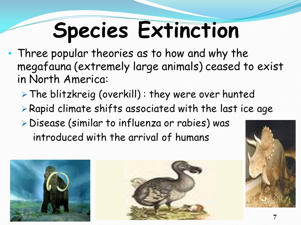 Species Extinction Three popular theories as to how and why the megafauna (extremely large animals) ceased to exist in North America: