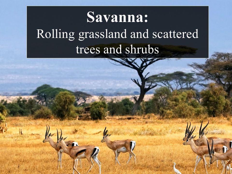 Savanna: Rolling grassland and scattered trees and shrubs