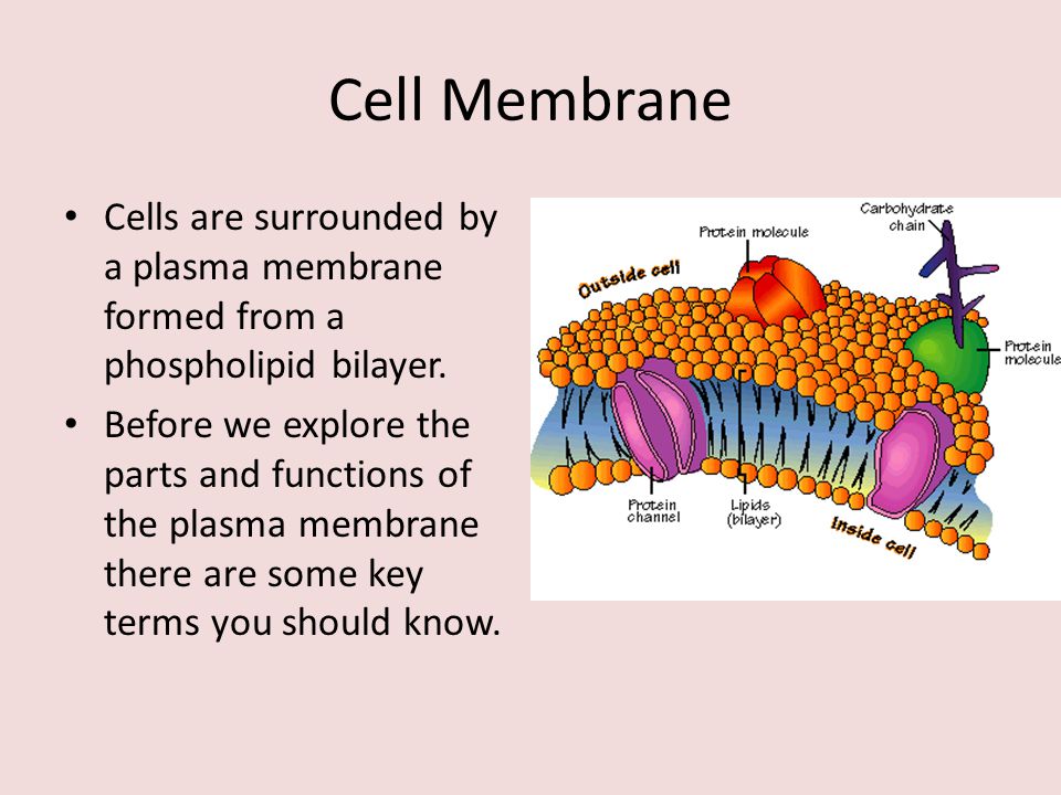 Topic 1 3 Membrane Structure Ppt Video Online Download