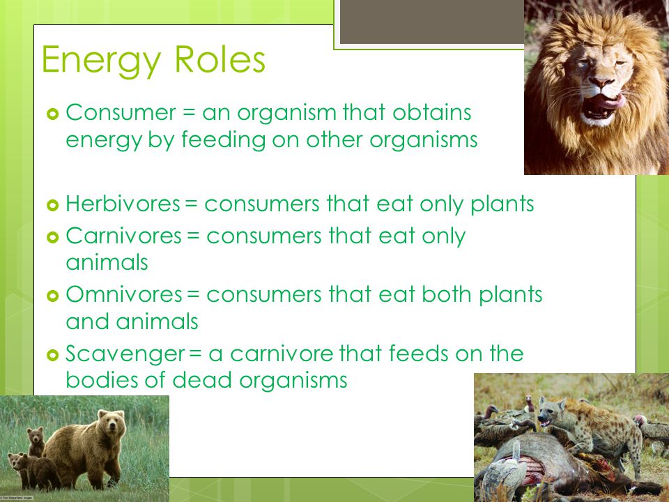 Energy Roles Consumer = an organism that obtains energy by feeding on other organisms. Herbivores = consumers that eat only plants.